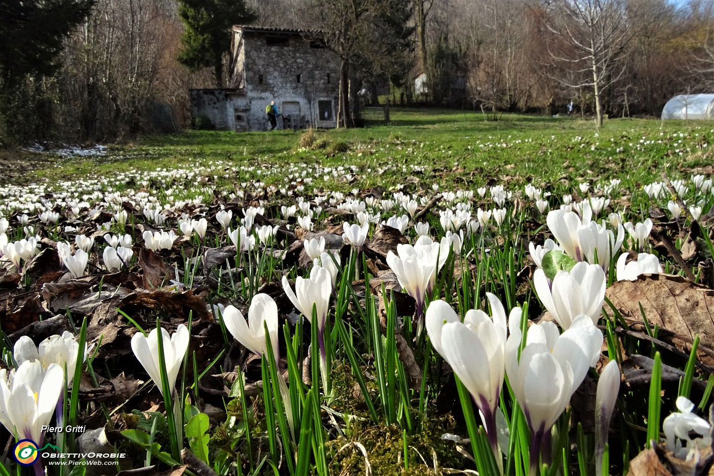 36 Distesa di crocus.JPG